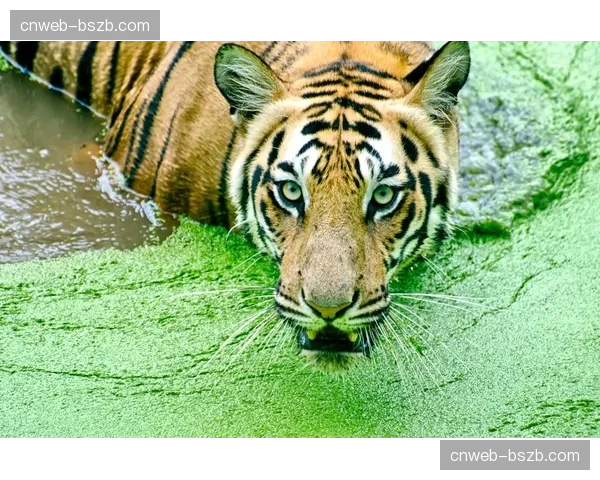 雨中激战：皇家与老虎因雨中断三小时后，于午夜时分完赛
